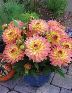 Георгина Галлери Пабло 1шт