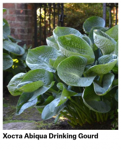 Хоста Abiqua Drinking Gourd