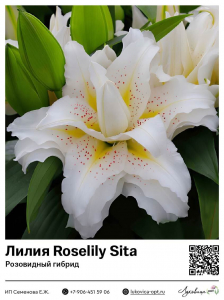 Лилия Roselily Sita (Розовидный гибрид)
