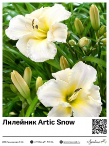 Лилейник Artic Snow