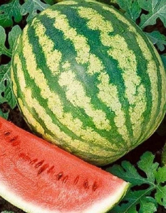 Арбуз Триумф (УД) 10 шт цв п