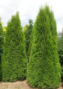 Туя западная Смарагд 1 шт Р9