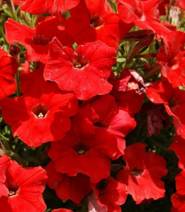 Петуния Ламбада Скарлет 10 шт