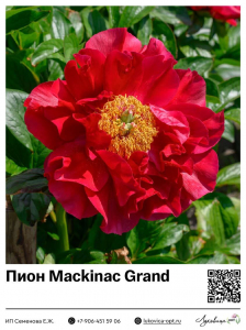 Пион Mackinac Grand