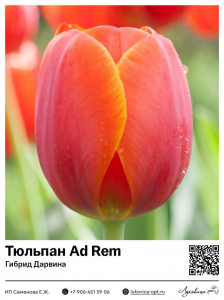 Тюльпан Ad Rem (Гибрид Дарвина)