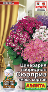 1874A Цинерария гибридная Сюрприз, смесь сортов 30шт