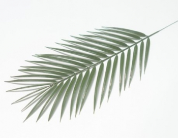 Искусственные цветы, Ветка - лист пальмы крупный для венка (1010237) зеленый