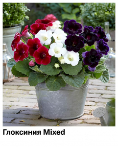 Глоксиния Mixed