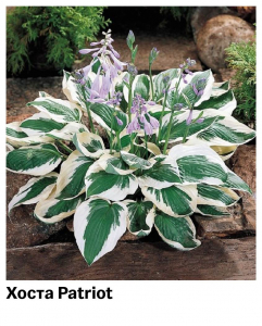 Хоста Patriot