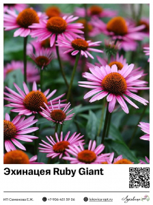 Эхинацея Ruby Giant