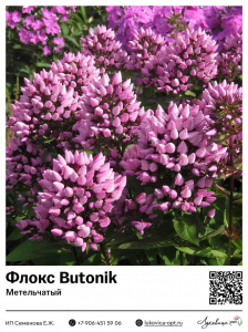 Флокс Butonik (Метельчатый)