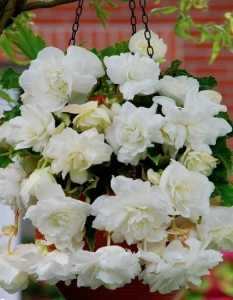 Бегония Ампельная Белая 1 уп. ( 2 шт.)