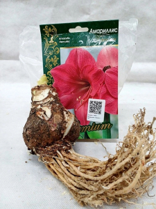 Амариллис Геркулес 1 шт.