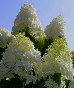 Гортензия метельчатая Долли 1 шт Р9