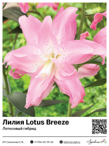 Лилия Lotus Breeze (Лотосовый гибрид)
