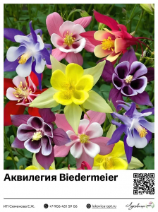 Аквилегия Biedermeier Mix