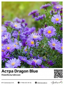 Астра Dragon Blue (Новобельгийская)