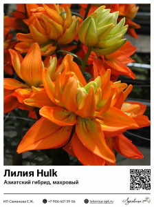 Лилия Hulk (Азиатский гибрид, махровый)