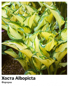 Хоста Albopicta (Форчуна)