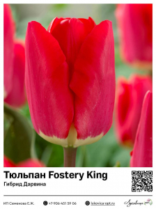 Тюльпан Fostery King (Гибрид Дарвина)