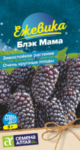 Ежевика Блэк Мама Сем.Алтая