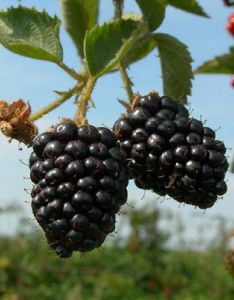 Ежевика Вождь Джозеф 1 шт