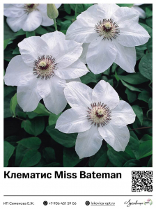 Клематис Miss Bateman