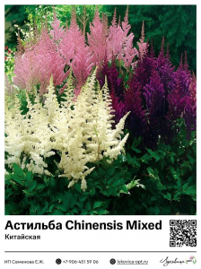 Астильба Chinensis Mixed (Китайская)