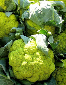 Капуста цветная Купеческая (Селекция 