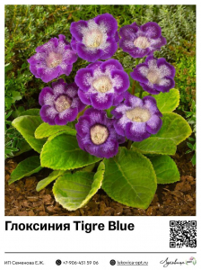 Глоксиния Tigre Blue