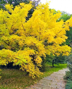 Бархат Амурский, фасовка: 1 саженец, арт.: 8923