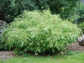 Бамбук, или Фаргезия rufa