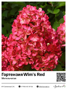 Гортензия метельчатая Wim's Red (Вимс Ред)