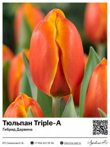 Тюльпан Triple-A (Гибрид Дарвина)