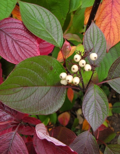 Дерен белый Кесельринги 1 шт Р9