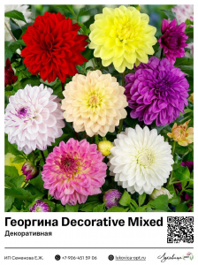 Георгина Decorative Mixed (Декоративная)