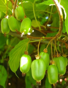 Актинидия коломикта Вир-2 1 шт