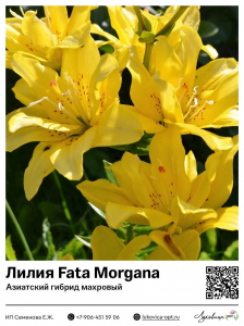 Лилия Fata Morgana (Азиатский гибрид, махровый)