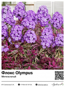 Флокс Olympus (Метельчатый)