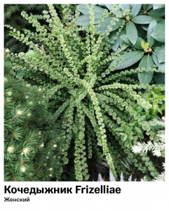Кочедыжник Frizelliae (Женский)