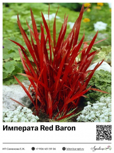 Императа Red Baron (Цилиндрическая)