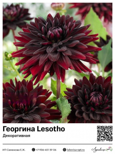 Георгина Lesotho / Superblack (Декоративная)