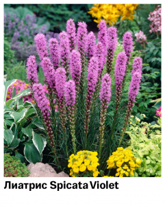 Лиатрис Spicata Violet (Колосковый)