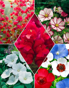 Набор Алые паруса 15 пакетов