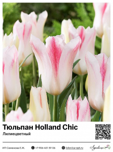 Тюльпан Holland Chic (Лилиецветный)