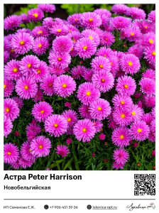 Астра Peter Harrison (Кустарниковая)