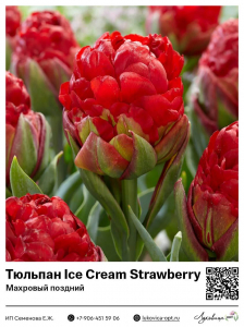 Тюльпан Ice Cream Strawberry (Махровый поздний)