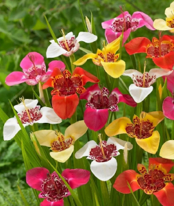 Тигридия Микс 3 шт.