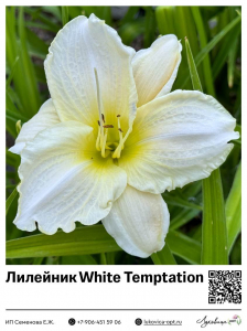 Лилейник White Temptation