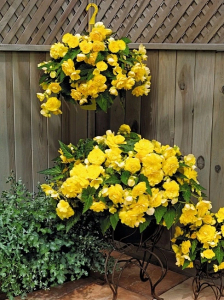 Бегония Ампельная Желтая 1 уп. (2 шт.)